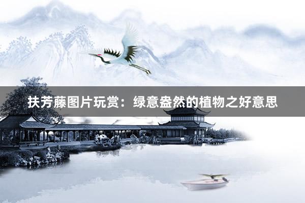 扶芳藤图片玩赏：绿意盎然的植物之好意思
